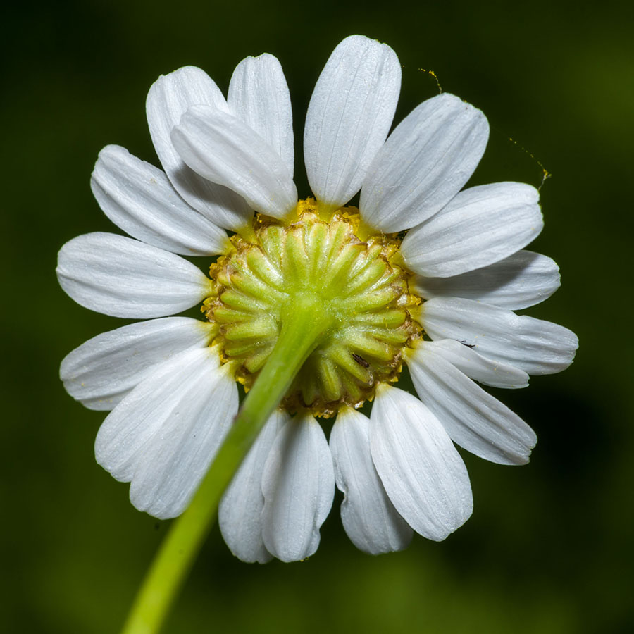 Matricaria chamomilla (e forse altro)